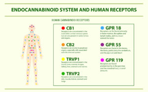 cannabinoid