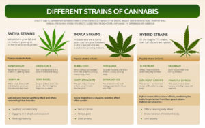 cannabis strains